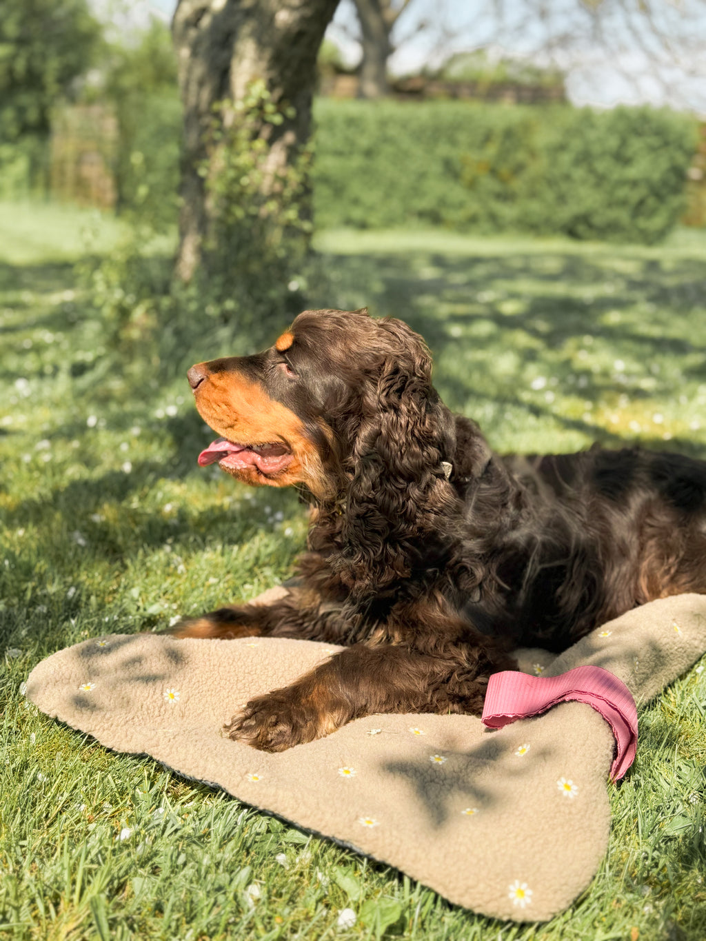 Daisy‘s Dream - Hundedecke mit Gänseblümchen-Design